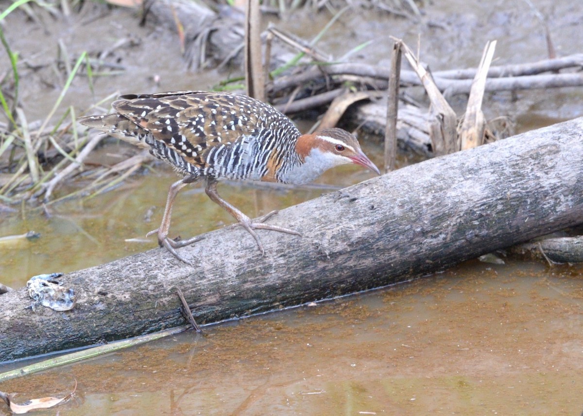 Buff-banded Rail - ML642950352