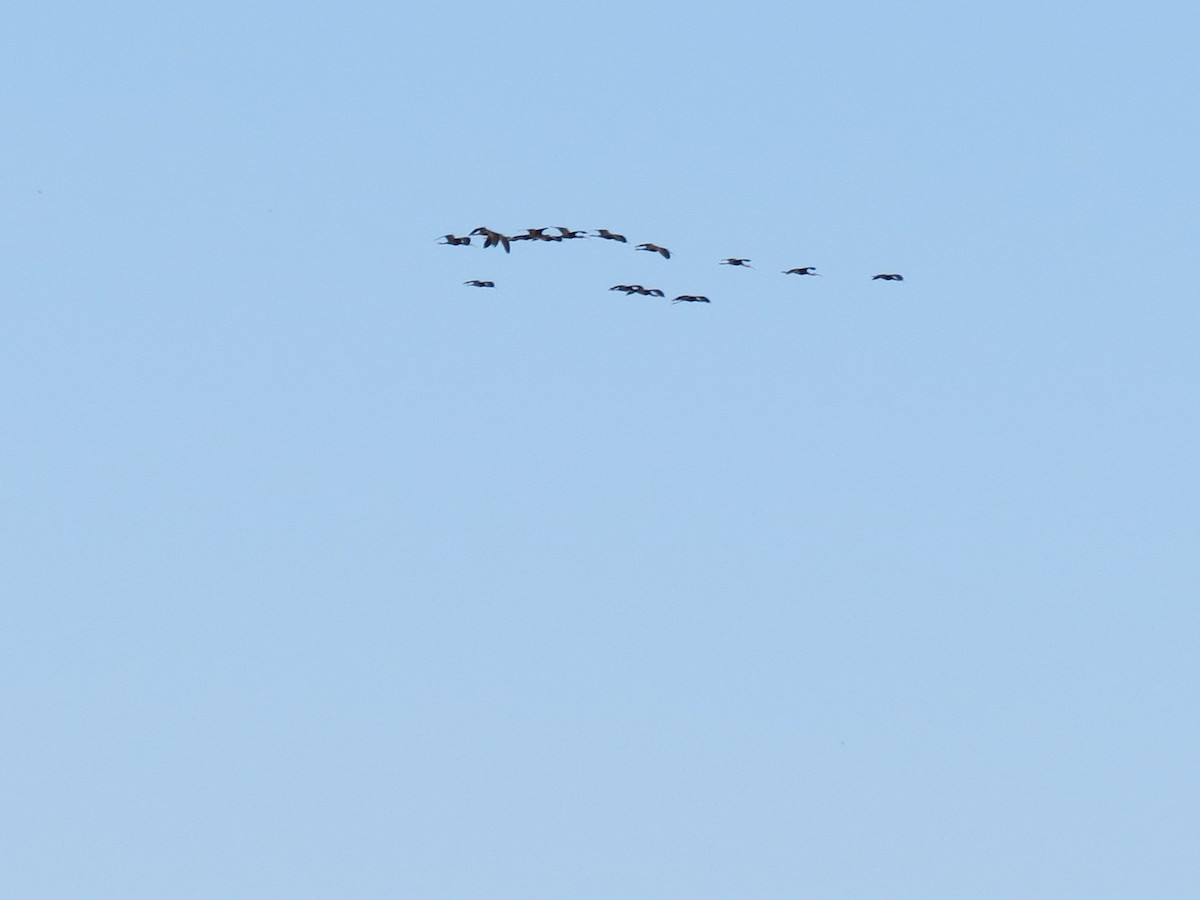 White-faced Ibis - ML642950355