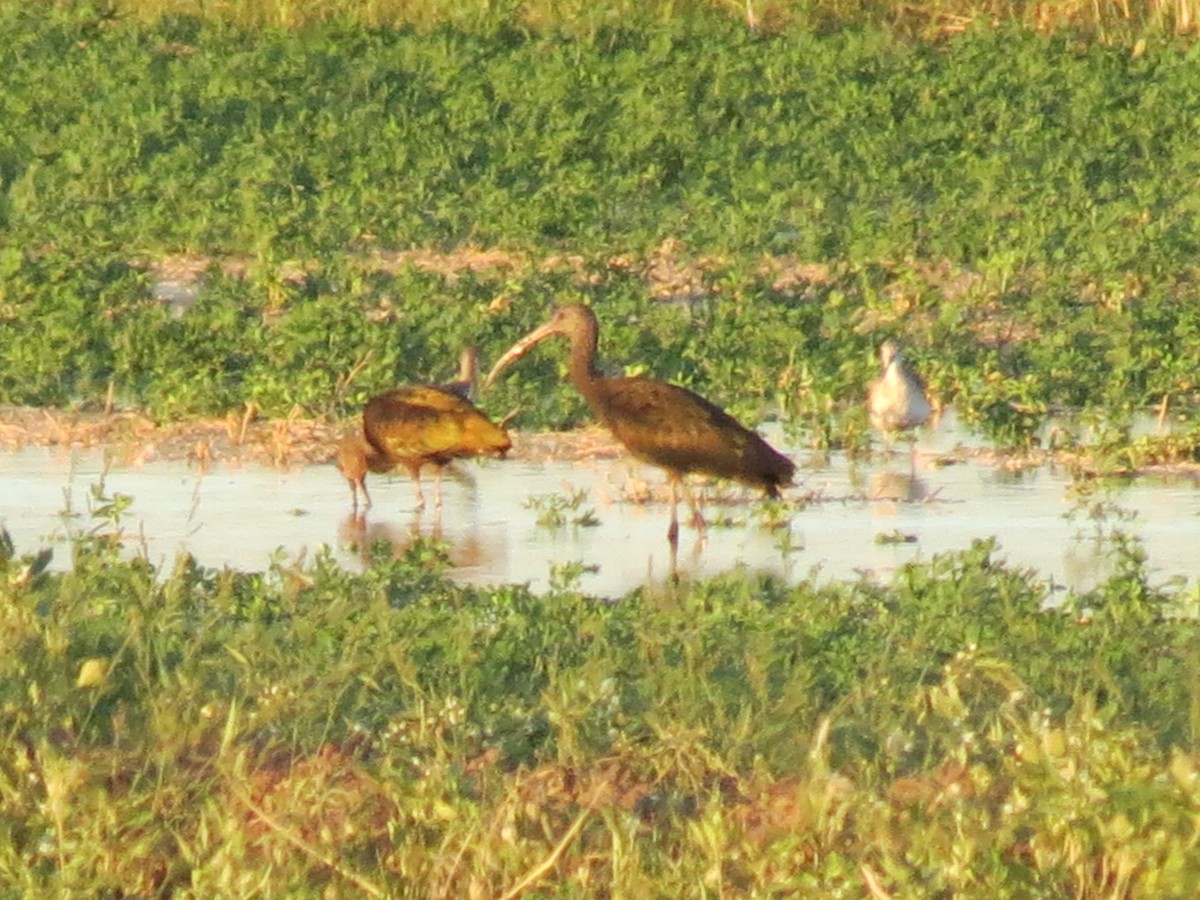 White-faced Ibis - ML642950356