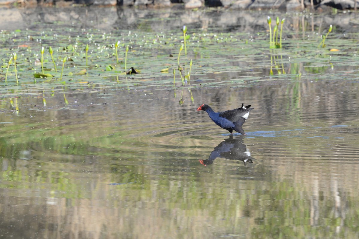 Australasian Swamphen - ML642950357