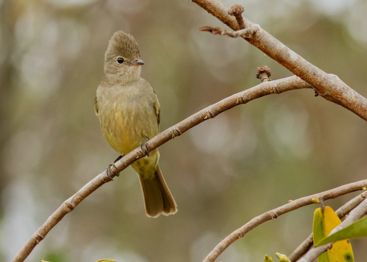 Yellow-bellied Elaenia - ML642950362