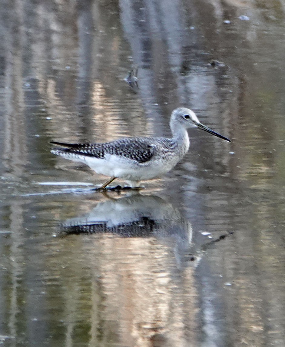 Spotted Sandpiper - ML642950363