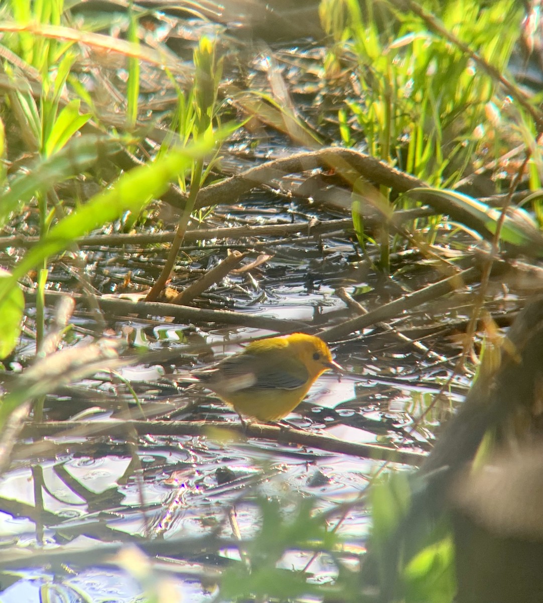 Prothonotary Warbler - ML642950365