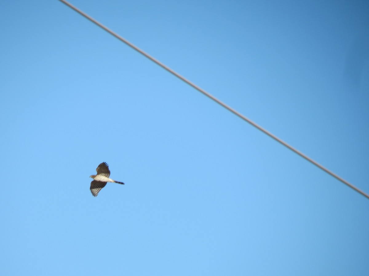 Cooper's Hawk - ML642950367