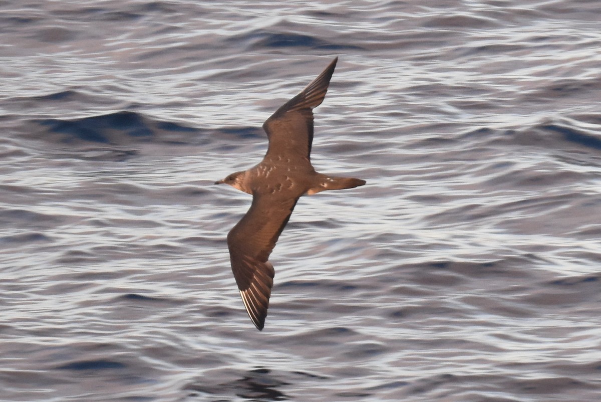 Parasitic Jaeger - ML642950368