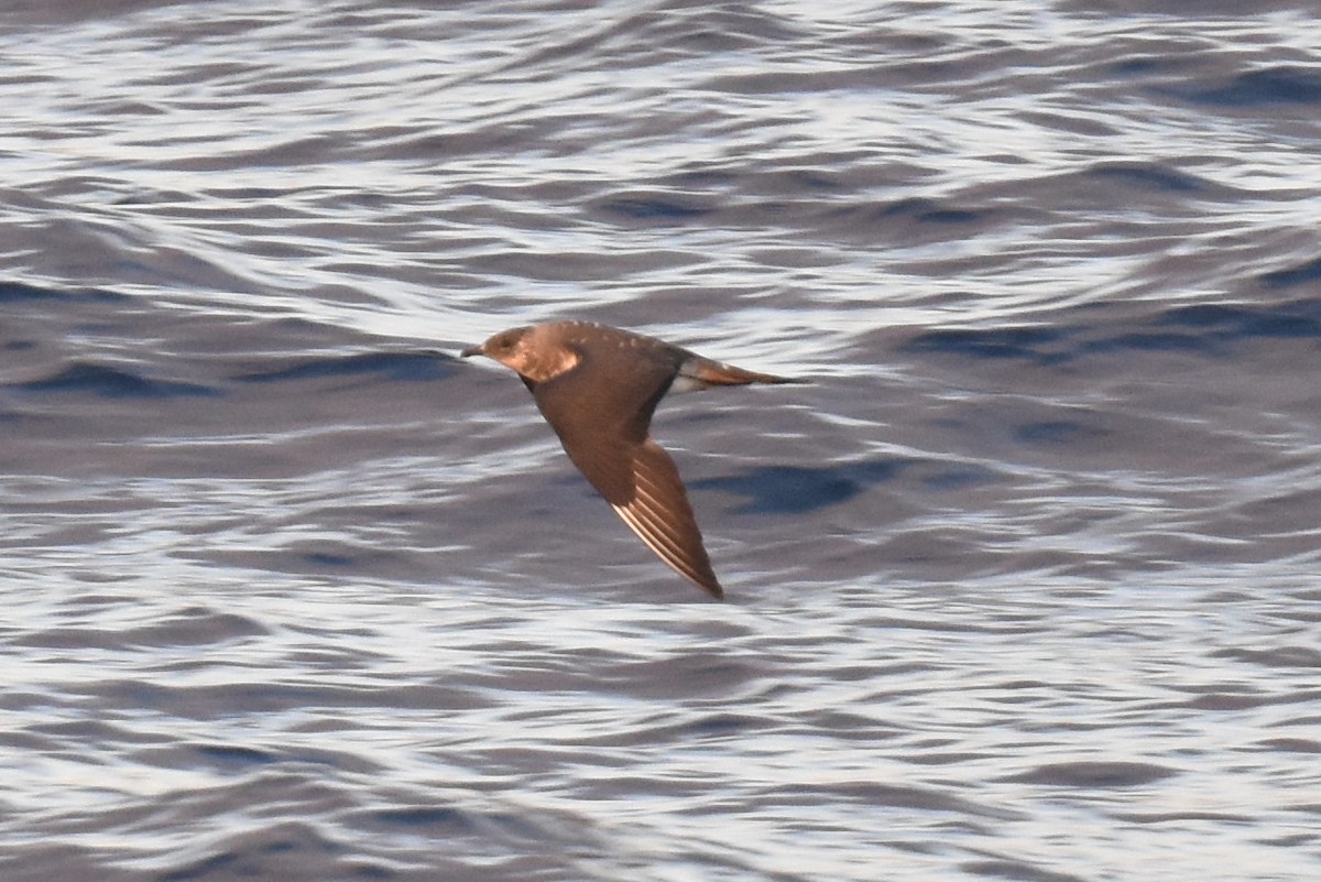 Parasitic Jaeger - ML642950369