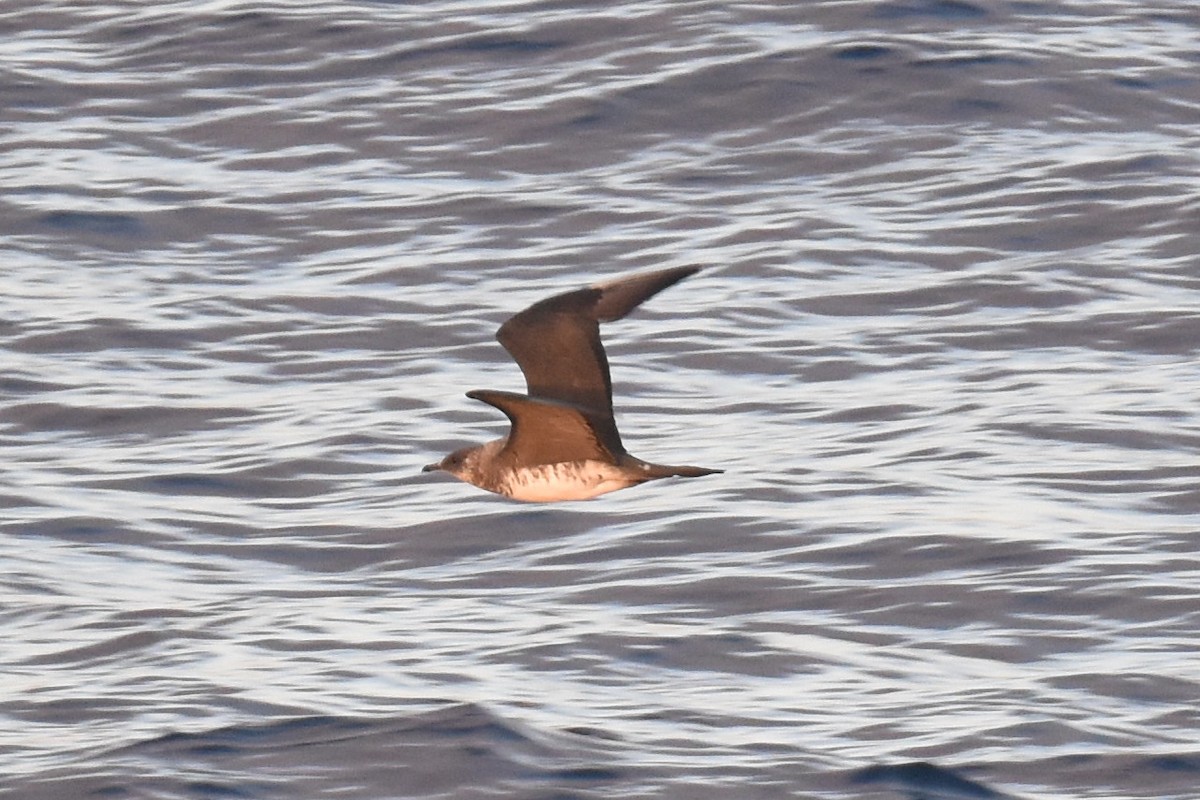 Parasitic Jaeger - ML642950370