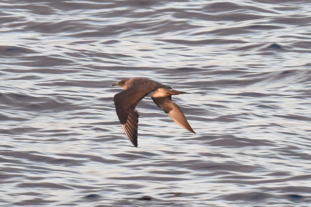 Parasitic Jaeger - ML642950371