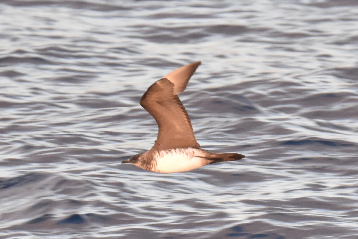 Parasitic Jaeger - ML642950372