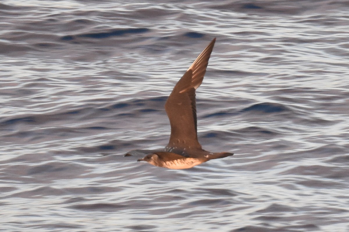 Parasitic Jaeger - ML642950373