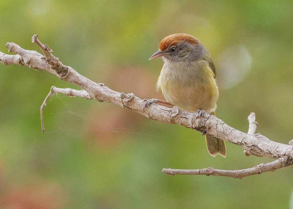 Gray-eyed Greenlet - ML642950374