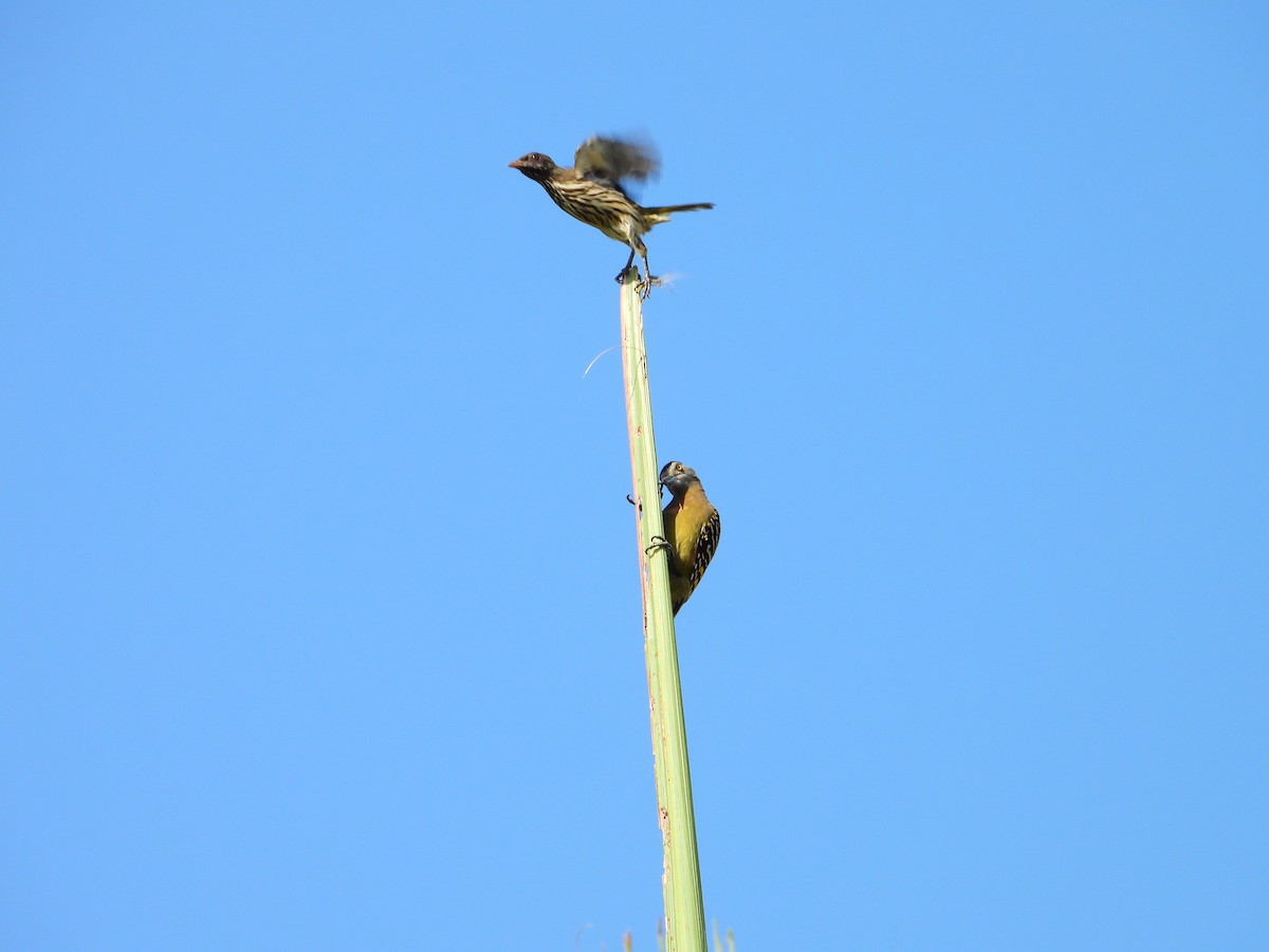 Palmchat - ML642950376