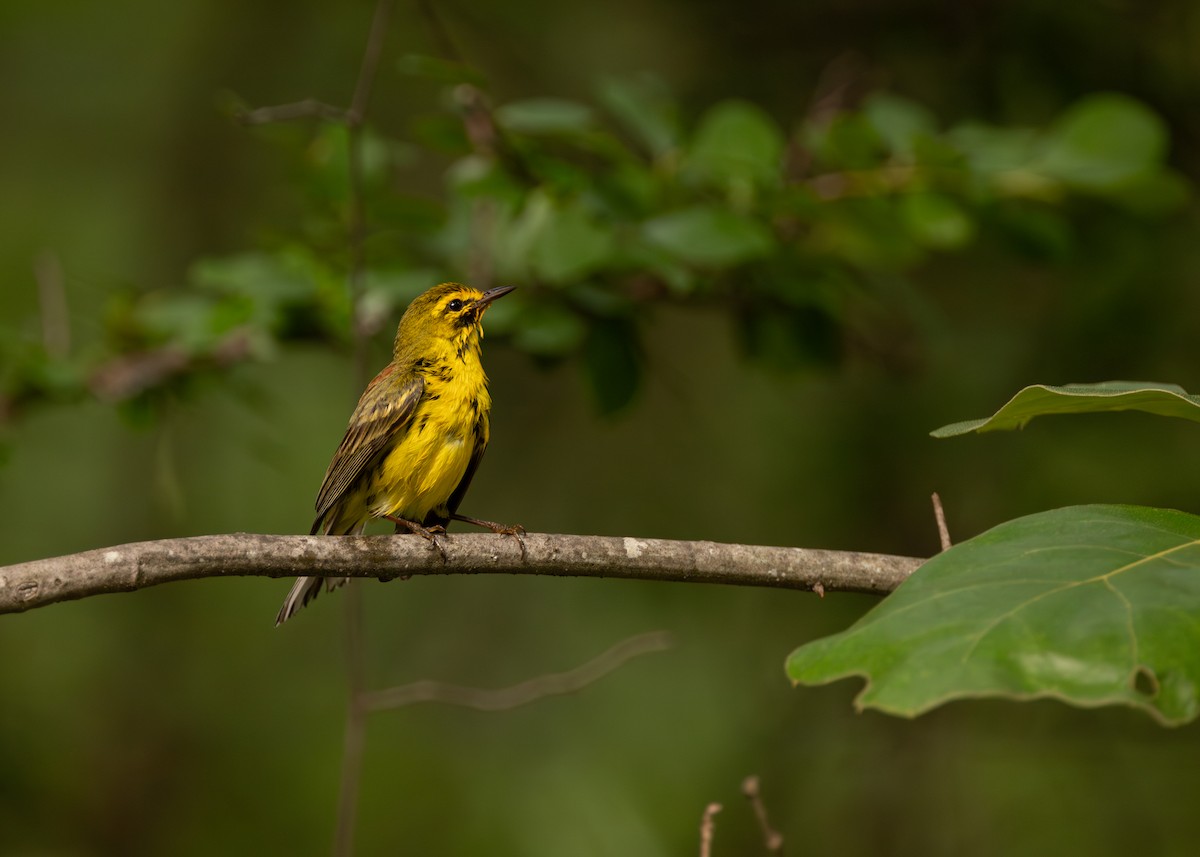 Prairie Warbler - ML642950377