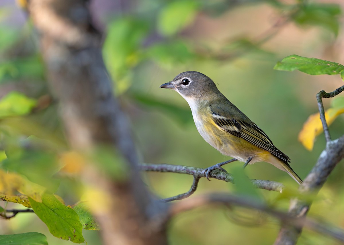 Blue-headed Vireo - ML642950378