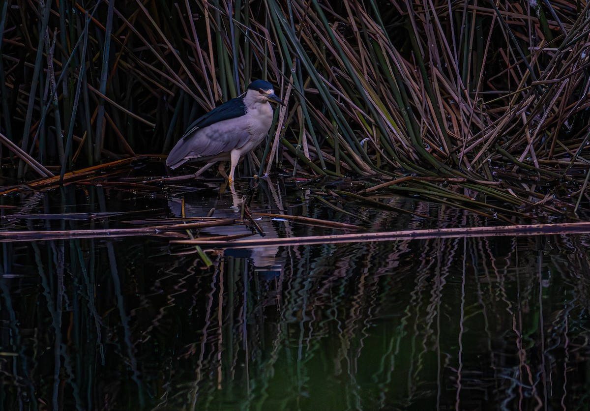 Black-crowned Night Heron - ML642950398