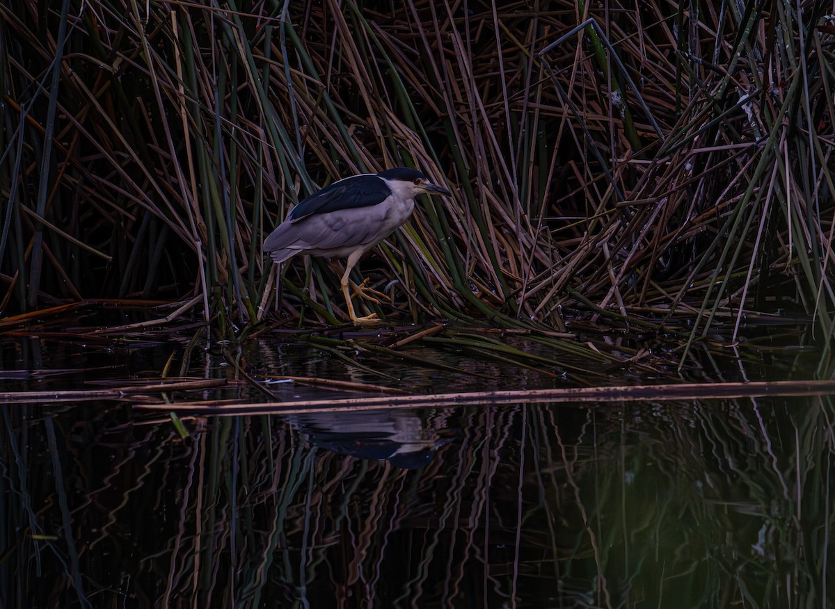 Black-crowned Night Heron - ML642950399