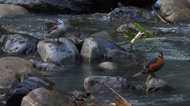 Torrent Duck - ML642950409