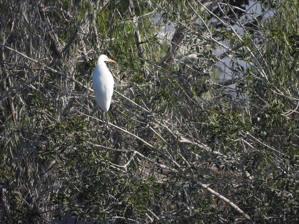 Western Cattle-Egret - ML642950411