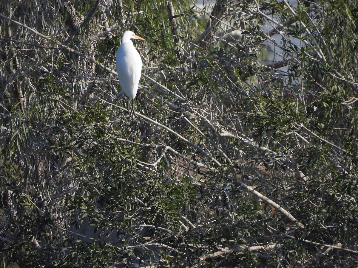 Western Cattle-Egret - ML642950412