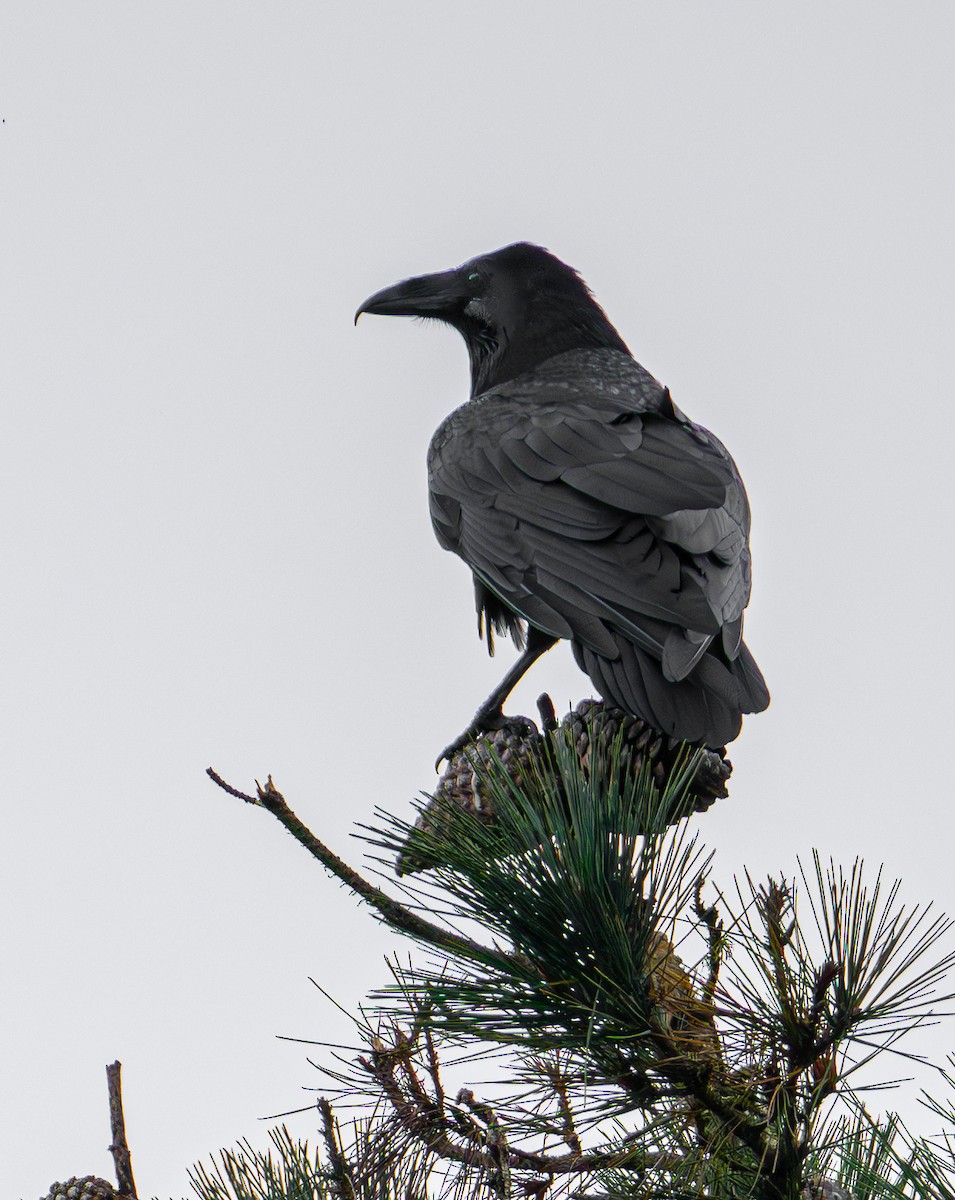 Common Raven - ML642950415
