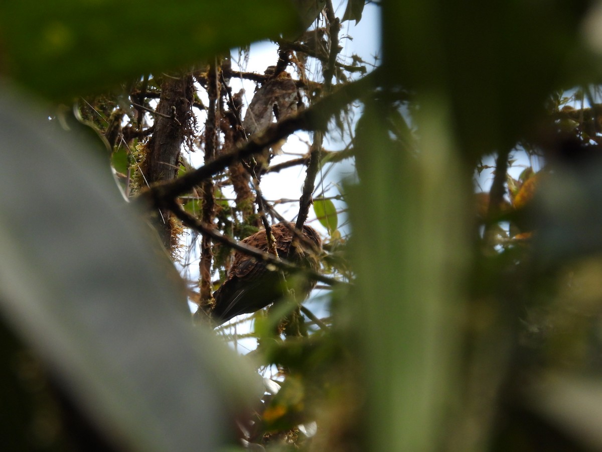 Swallow-tailed Nightjar - ML642950423
