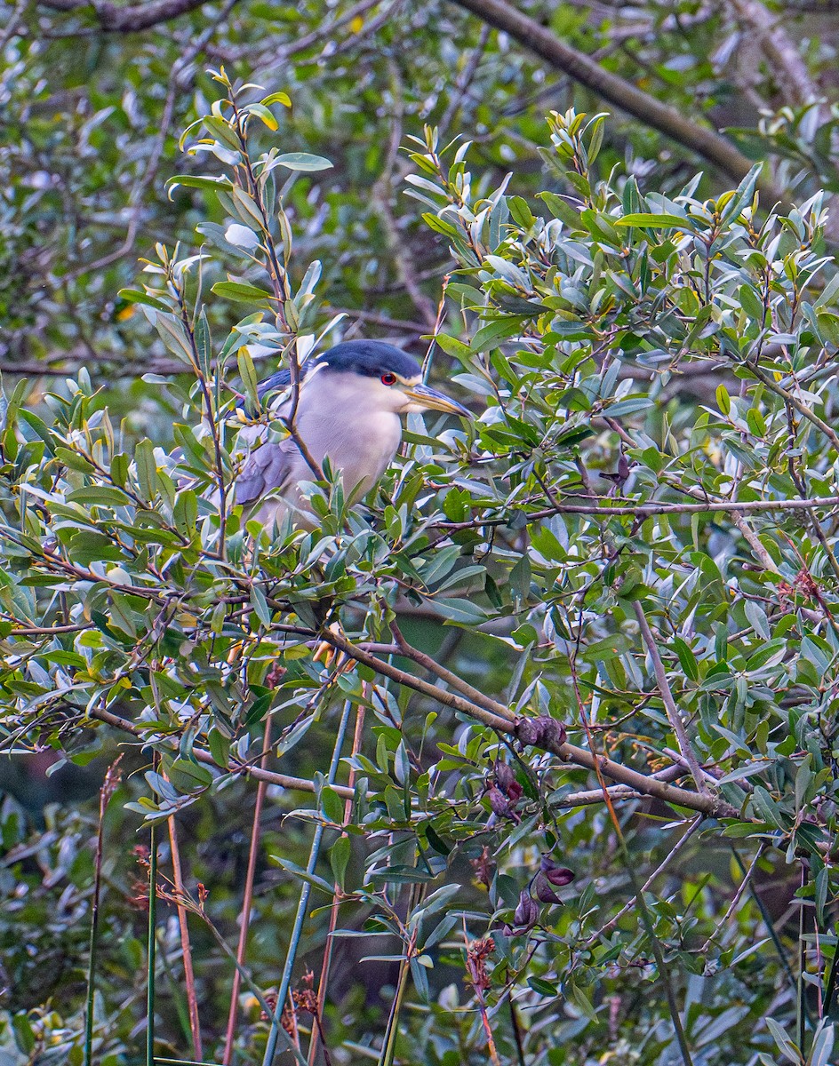 Black-crowned Night Heron - ML642950438