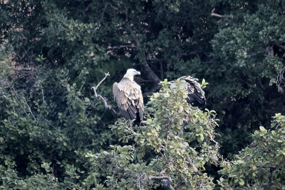 Eurasian Griffon - ML642950441