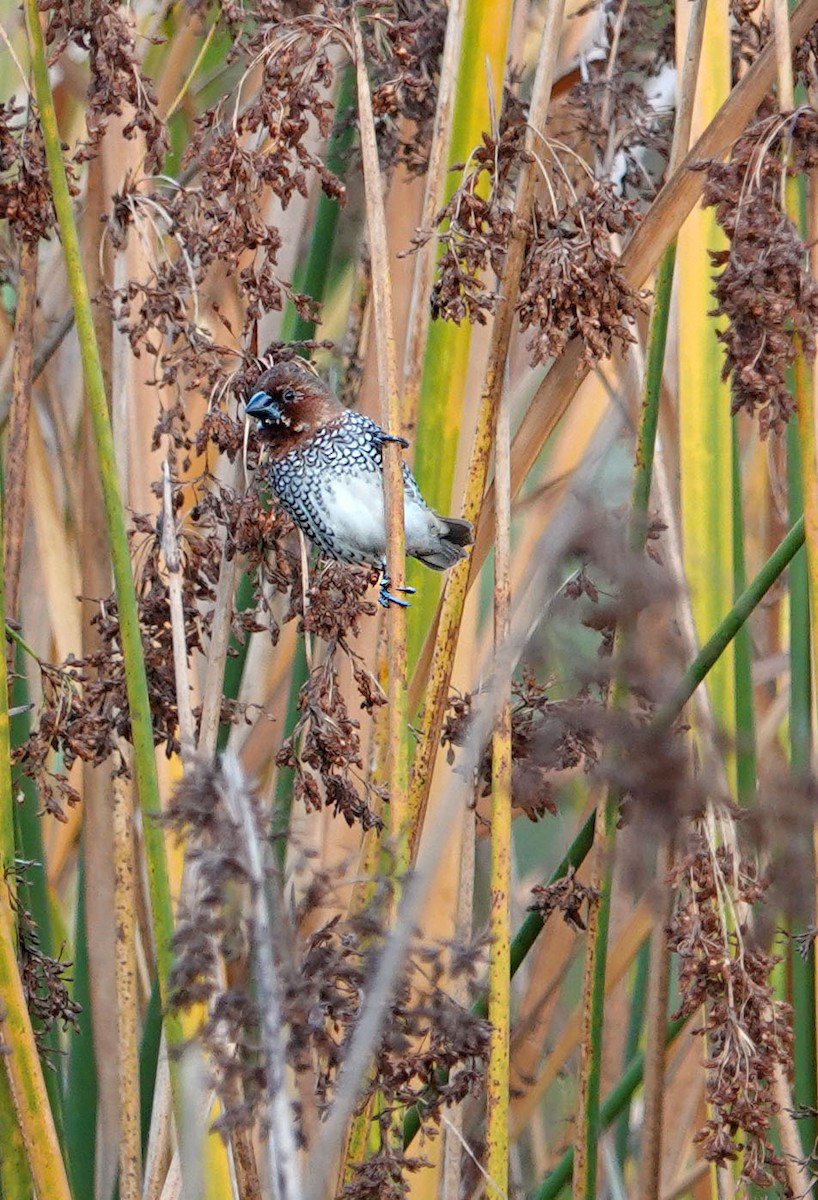 Munia pettosquamato - ML642950448