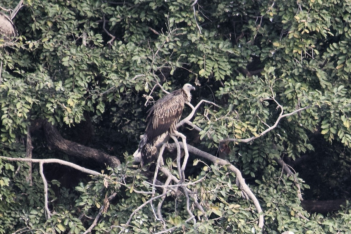 Eurasian Griffon - ML642950449