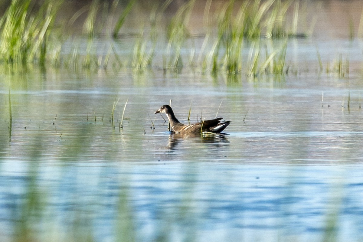 Common Gallinule - ML642950466