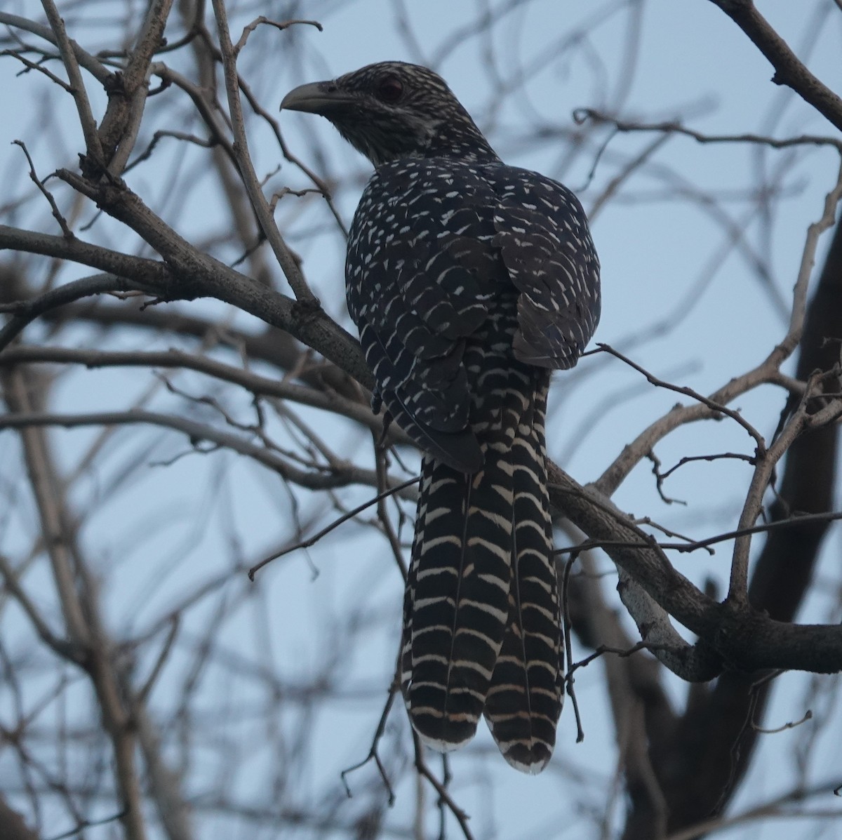 Asian Koel - ML642950480