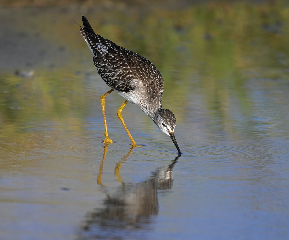 Greater Yellowlegs - ML642950481