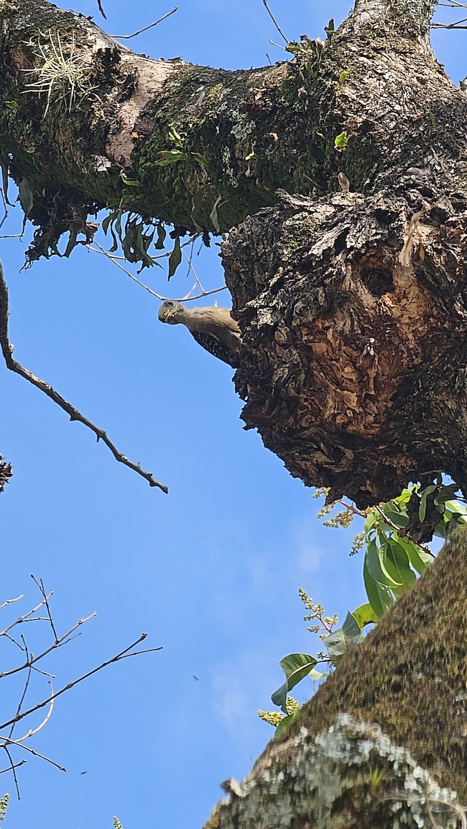 Red-crowned Woodpecker - ML642950487