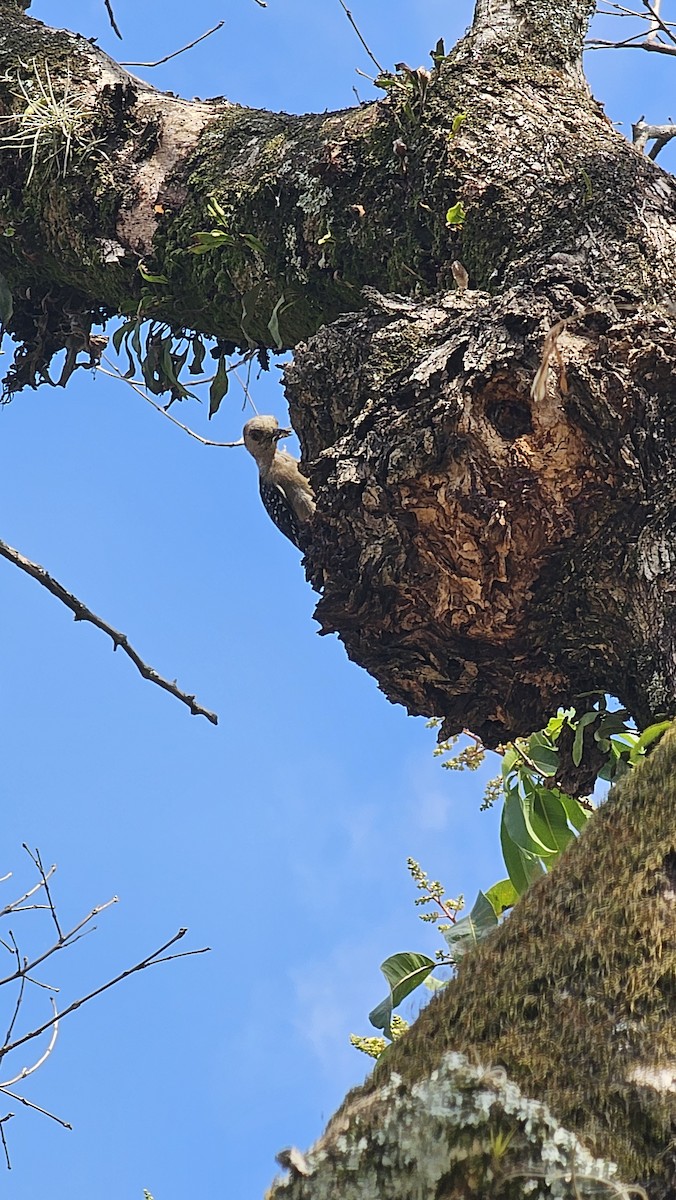 Red-crowned Woodpecker - ML642950488