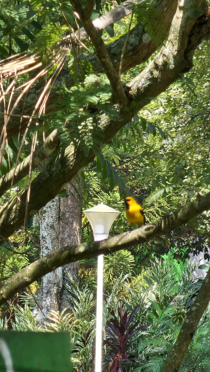 Yellow Oriole - ML642950503