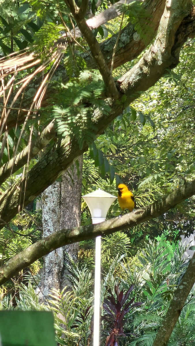 Yellow Oriole - ML642950504