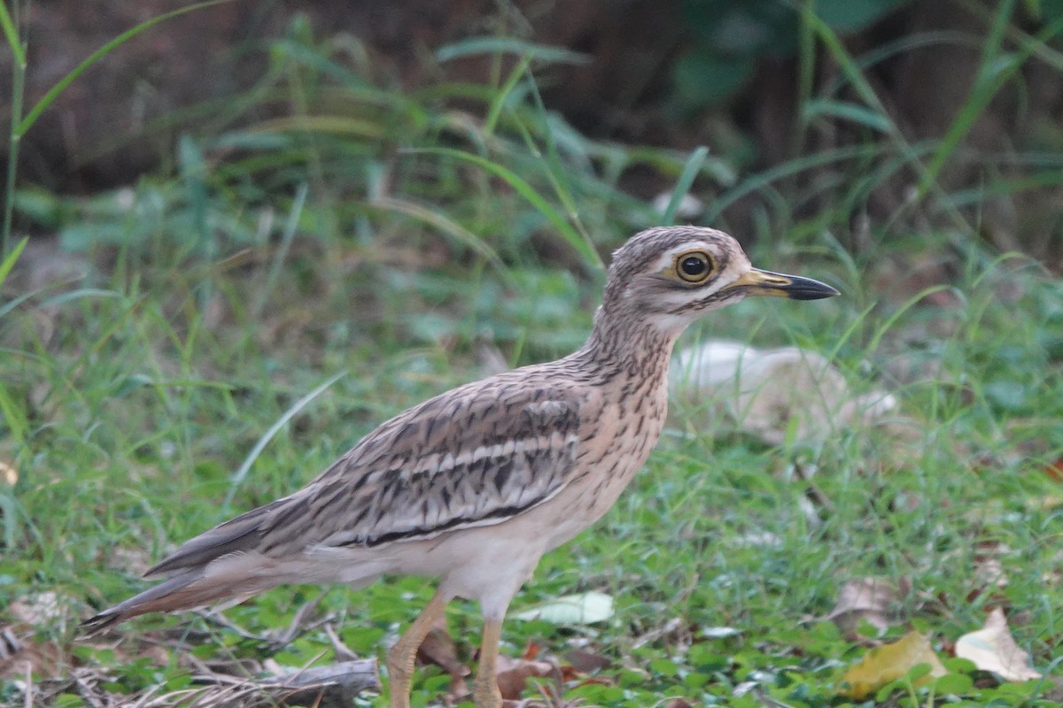 bengaltriel - ML642950507