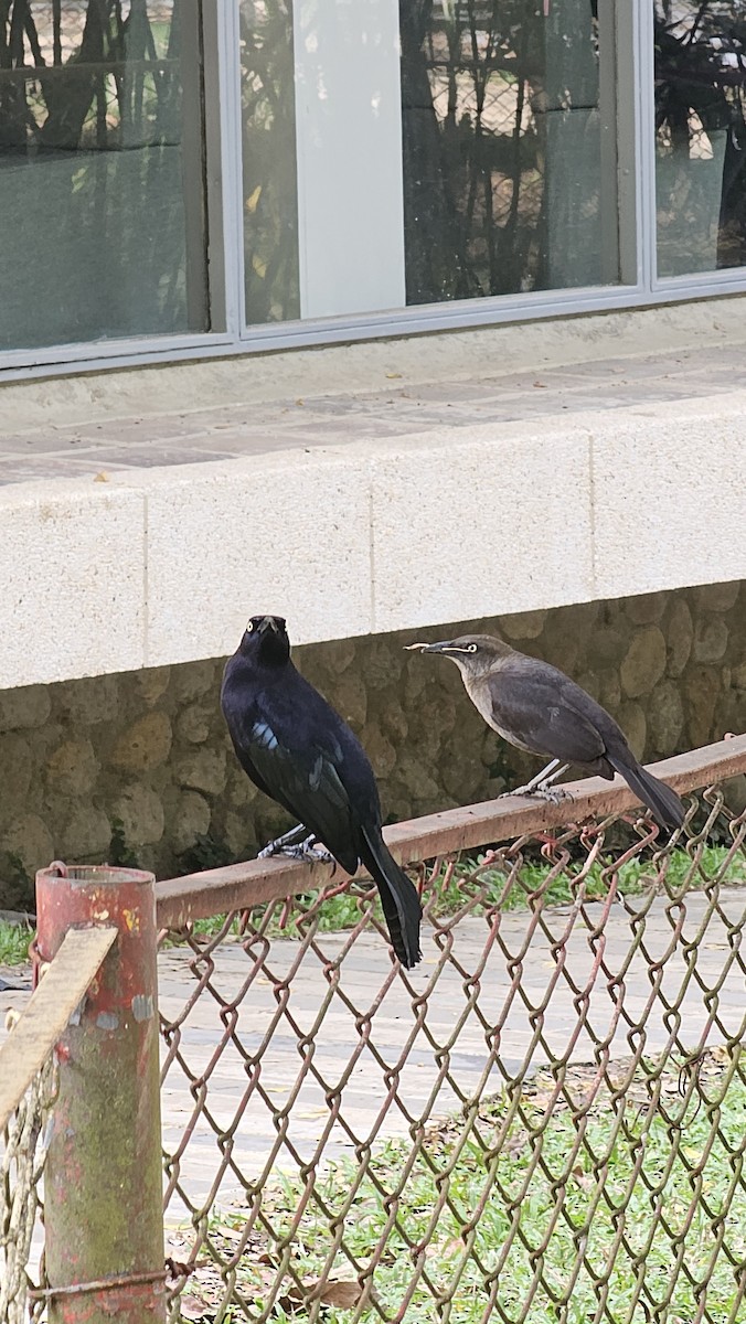 Carib Grackle - ML642950517