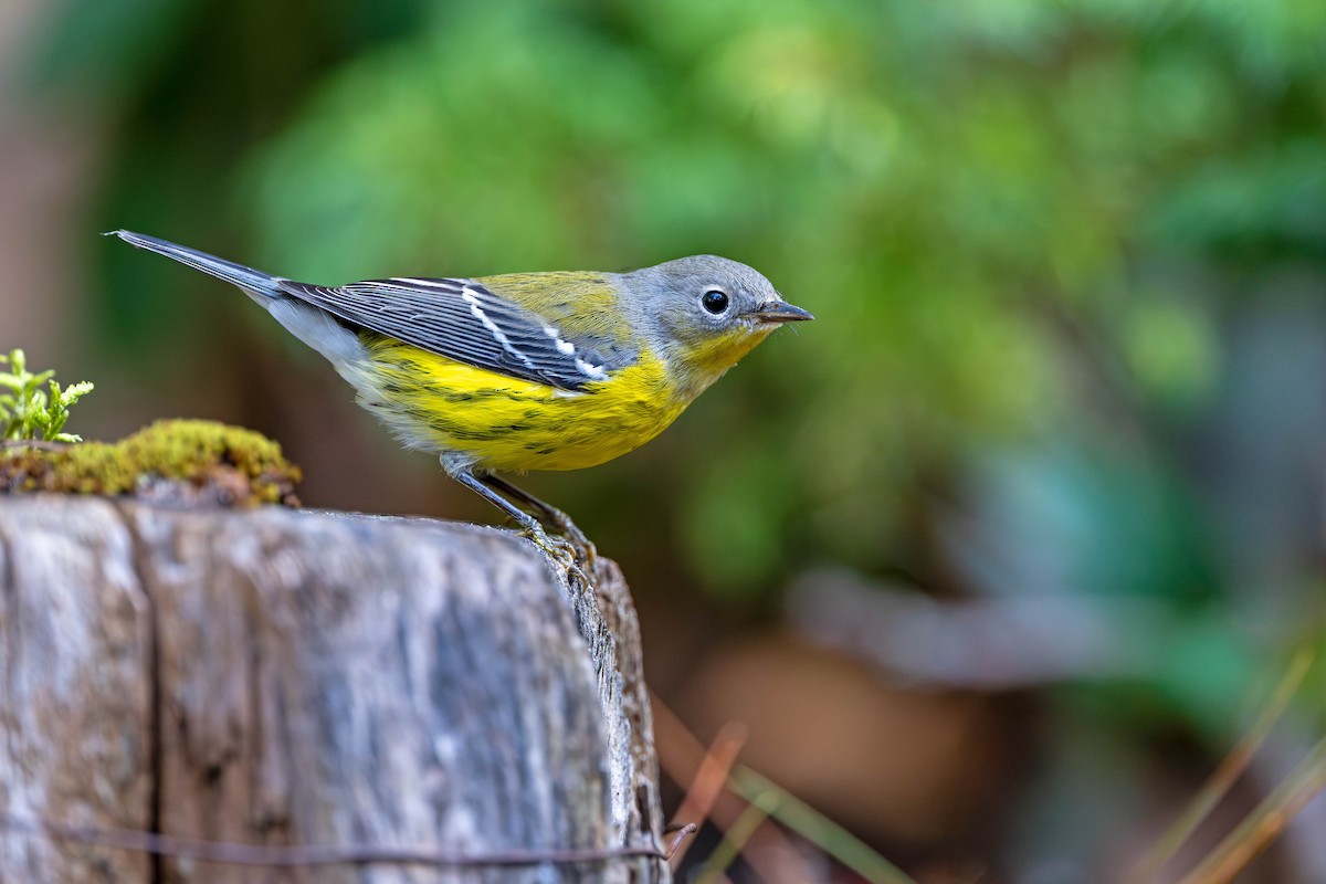 Magnolia Warbler - ML642950523