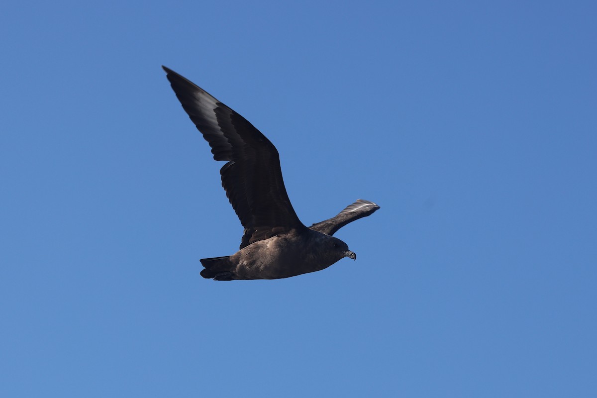 South Polar Skua - ML642950524