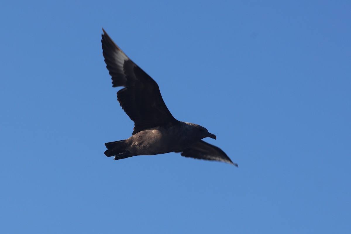 South Polar Skua - ML642950525