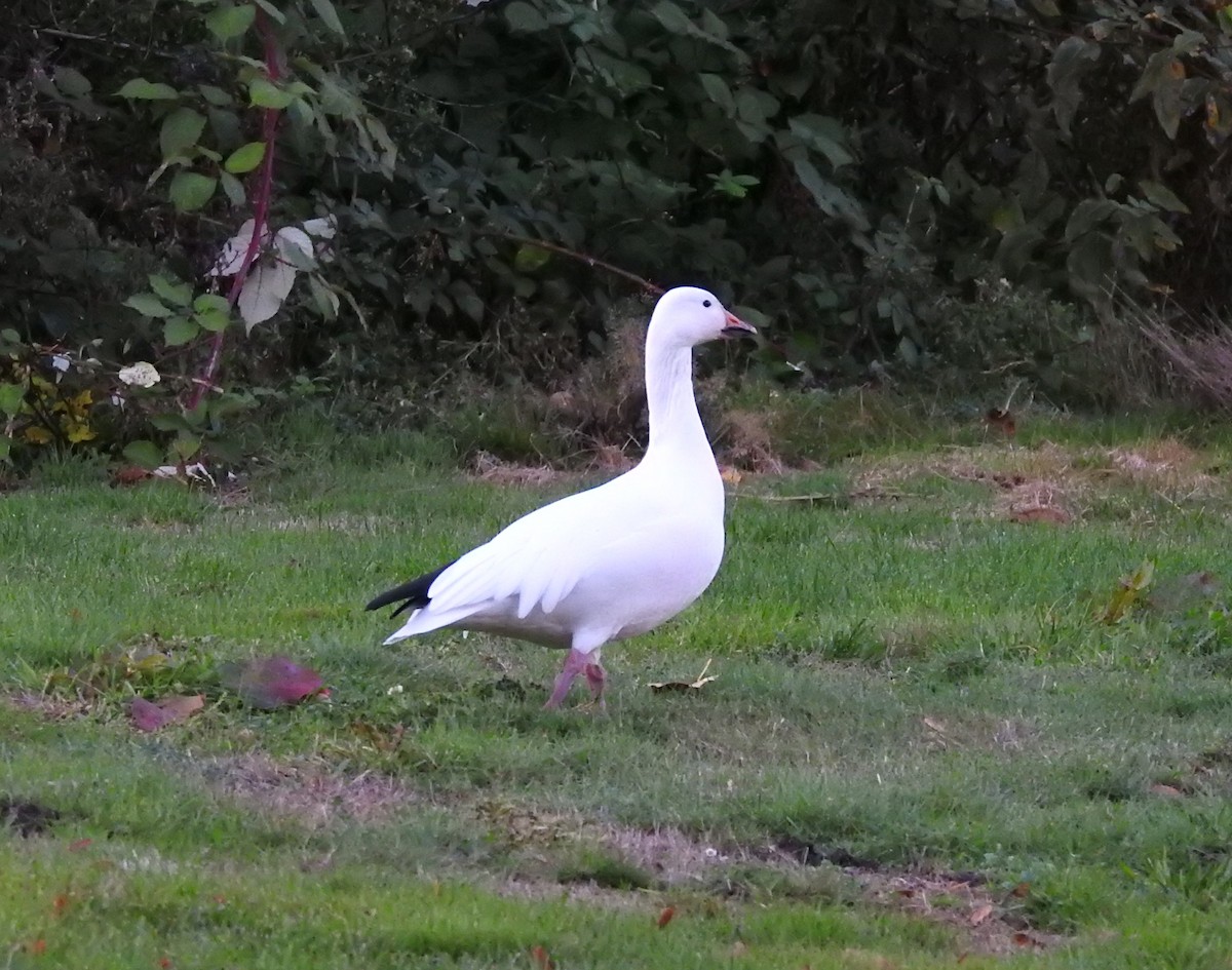 Snow Goose - ML642950528