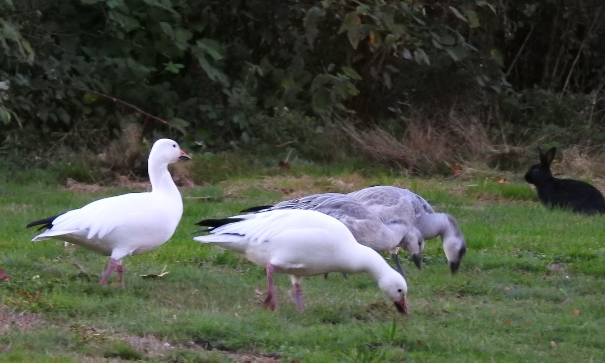 Snow Goose - ML642950529