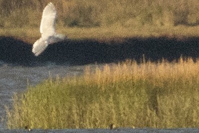 gråvingemåke - ML642950538