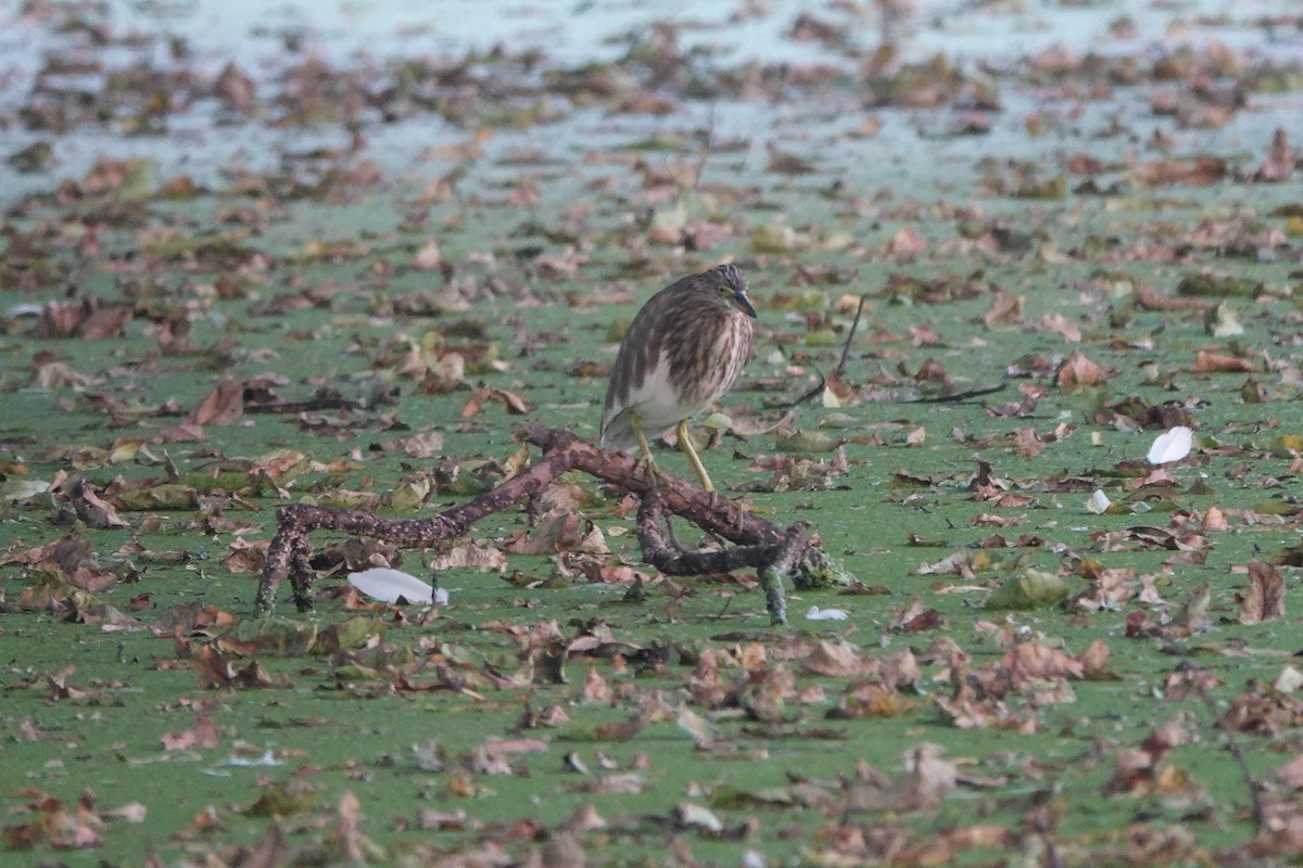 mangrovehegre - ML642950546