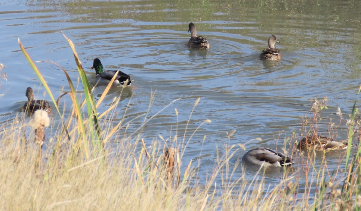 American Wigeon - ML642950550