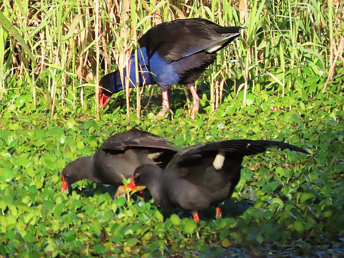 Dusky Moorhen - ML642950551