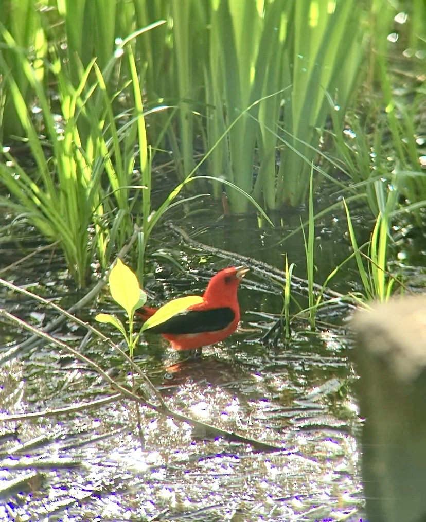 Scarlet Tanager - ML642950554