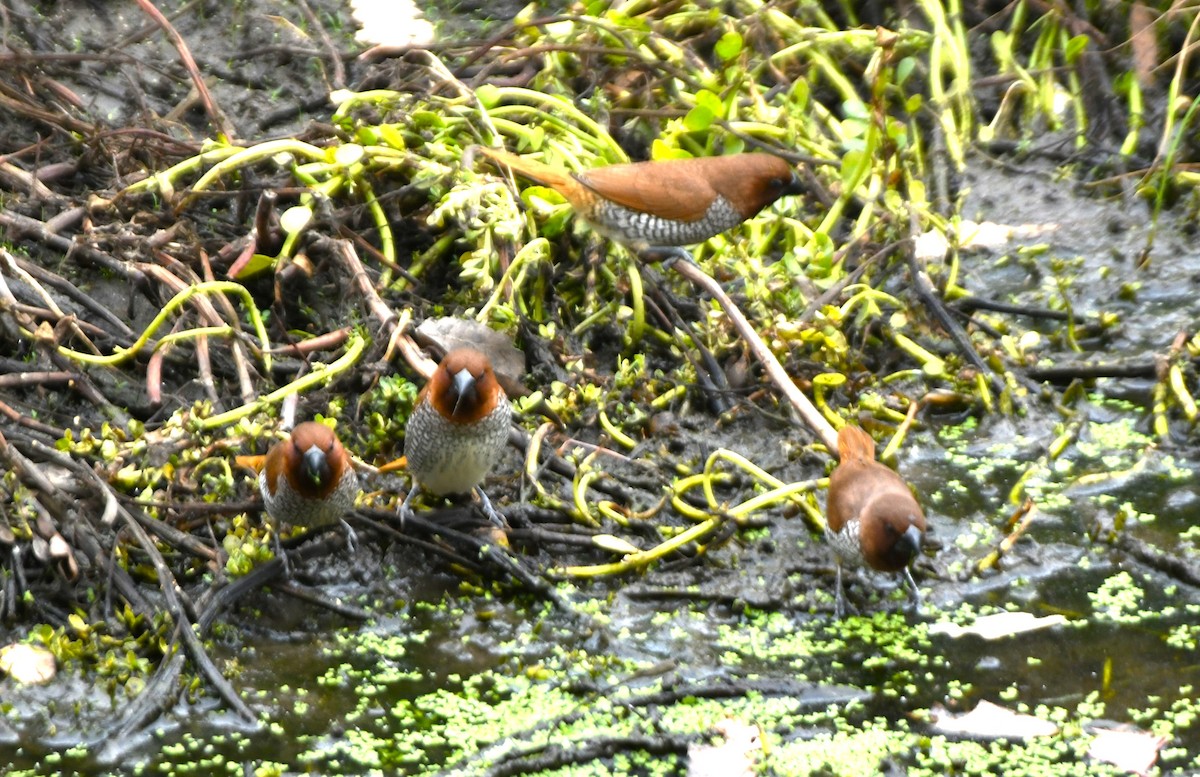 Munia pettosquamato - ML642950568