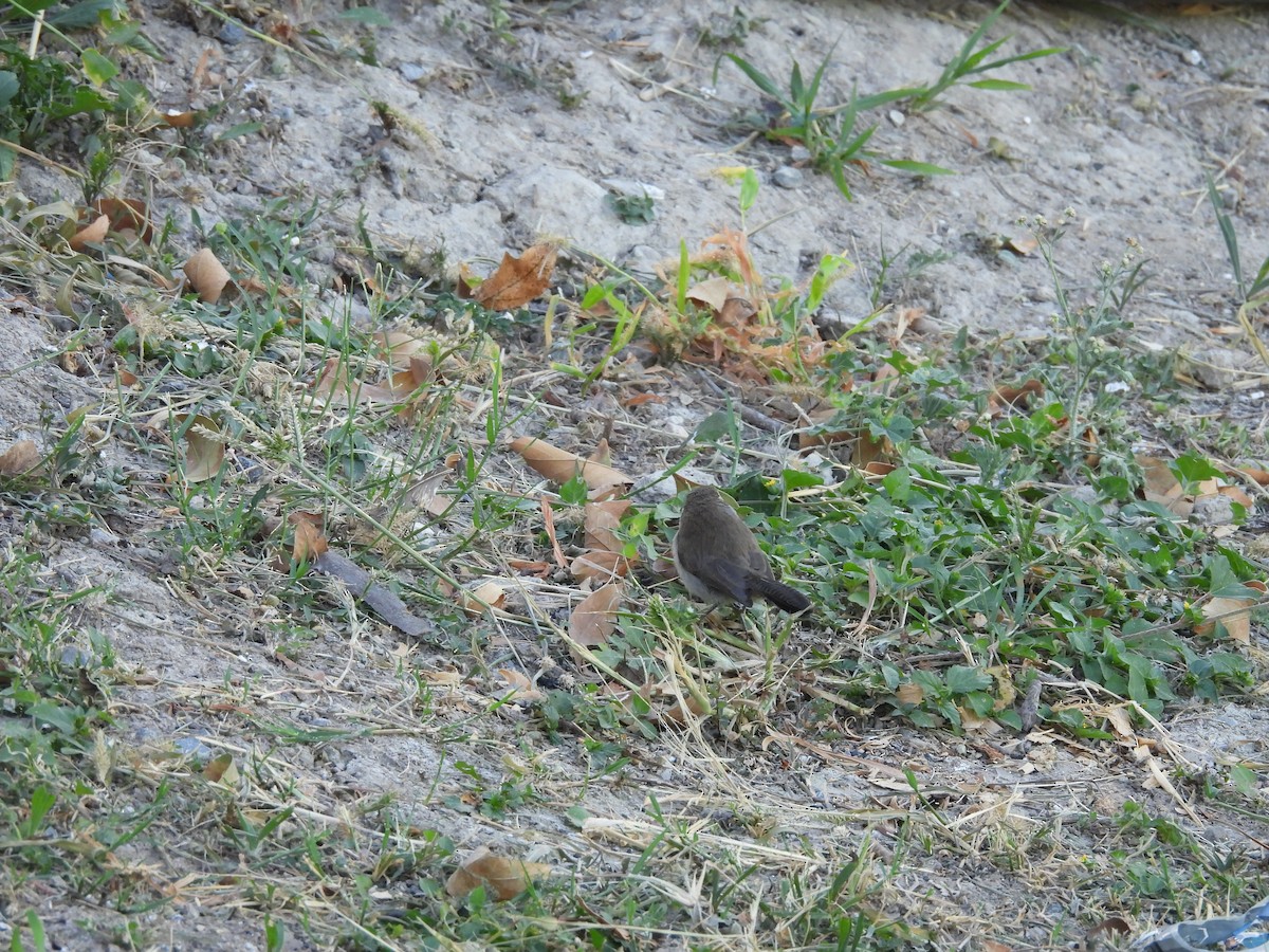 Bewick's Wren - ML642950574
